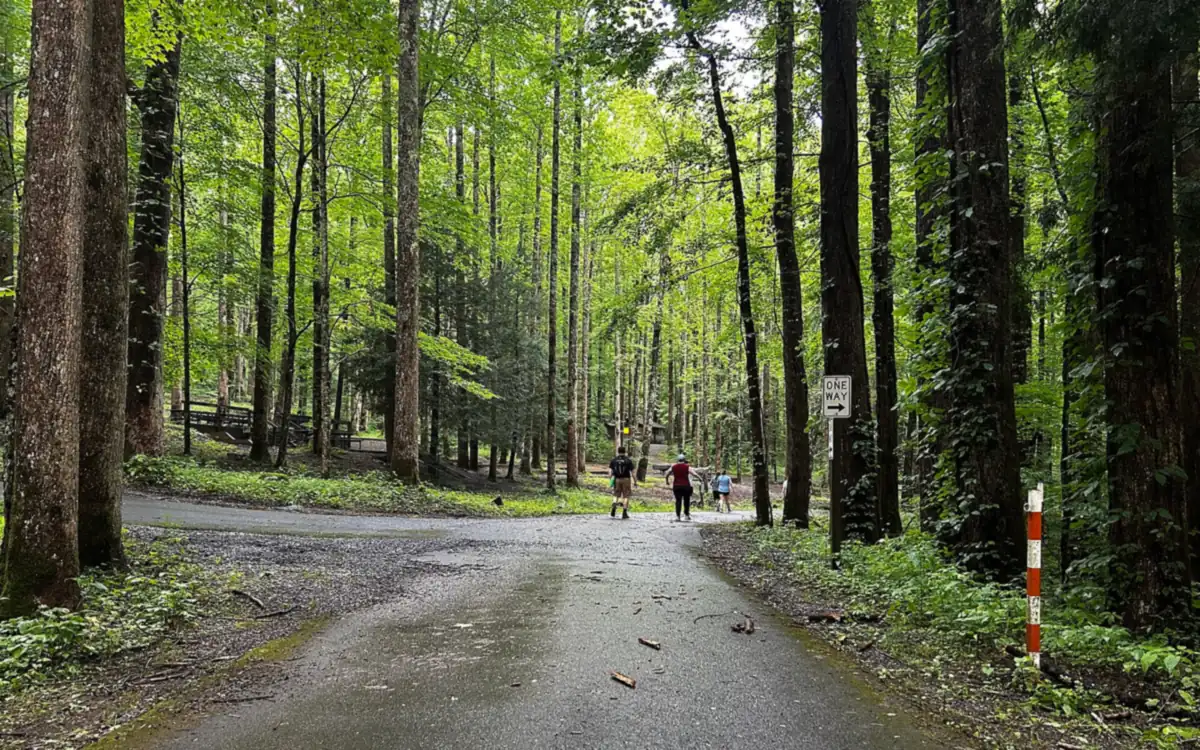 Quiet forest road in Great Smoky Mountains National Park
